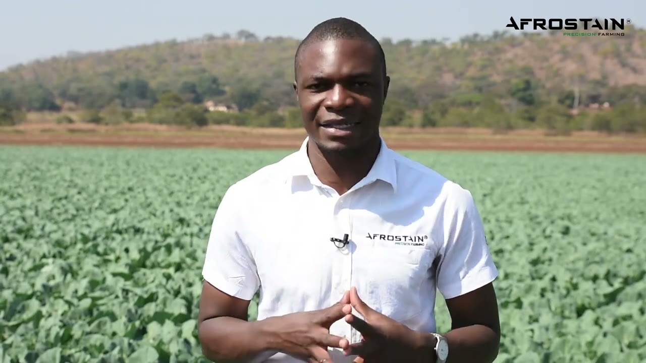 Fundamentals of Cabbage Farming