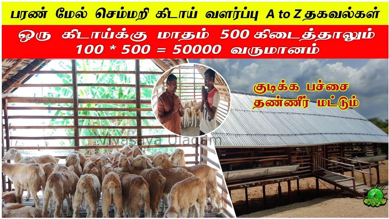 100 கிடாய் மாதம் 50,000 வருமானம் விவசாயின் நேரடி அனுபவம் / பரண் மேல் செம்மறி கிடாய் வளர்ப்பு ??
