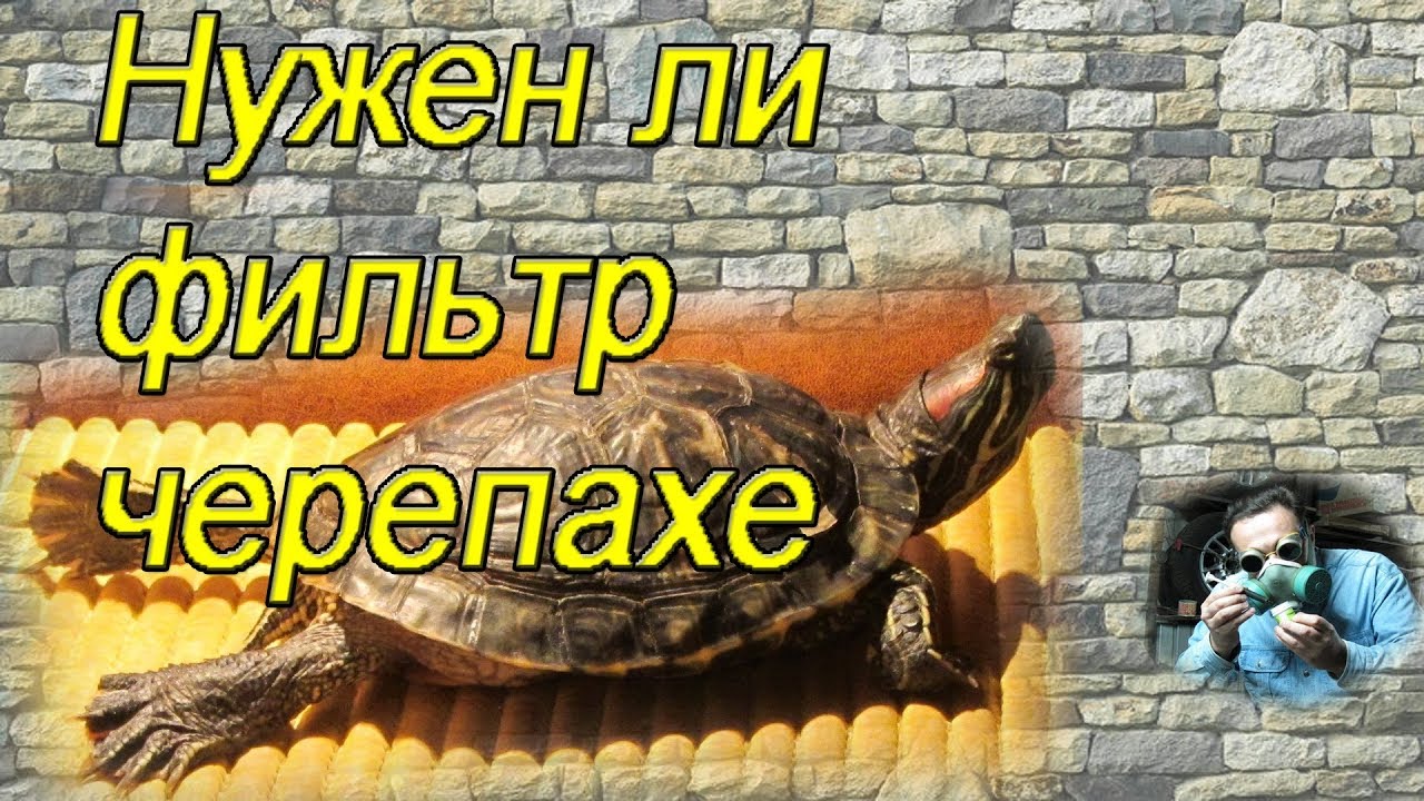 Нужен ли фильтр в аквариуме с черепахой?