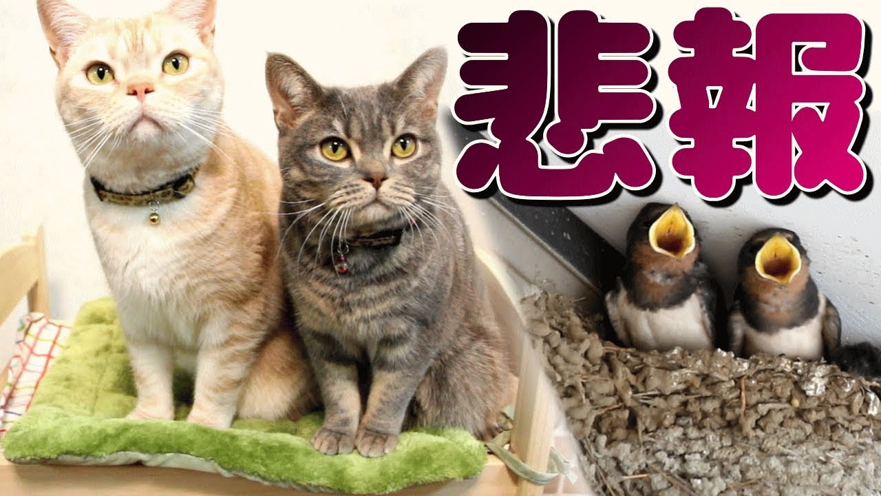 猫がツバメの親子を見守る中、雛に残酷な悲劇が...。