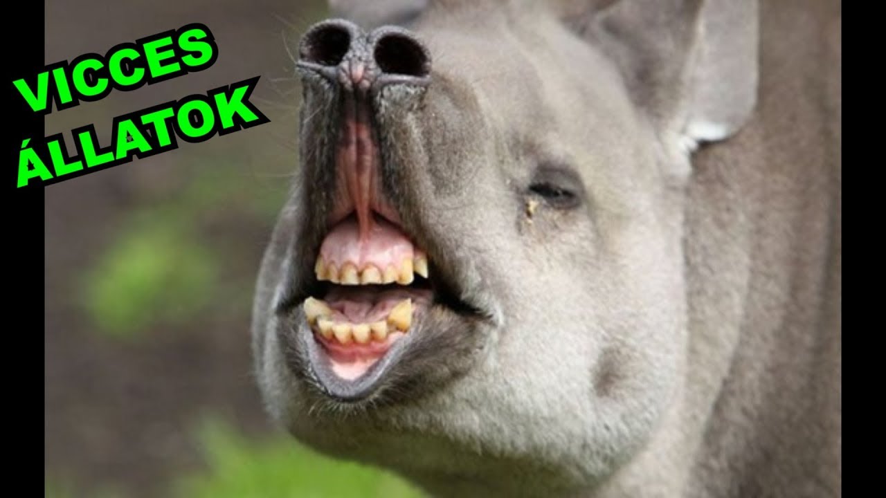 😸 VICCES &Aacute;LLATOK #27 | Cuki &eacute;s vicces &aacute;llatok vide&oacute;k | &ouml;ssze&aacute;ll&iacute;t&aacute;sa 2019 | TETSZIK
