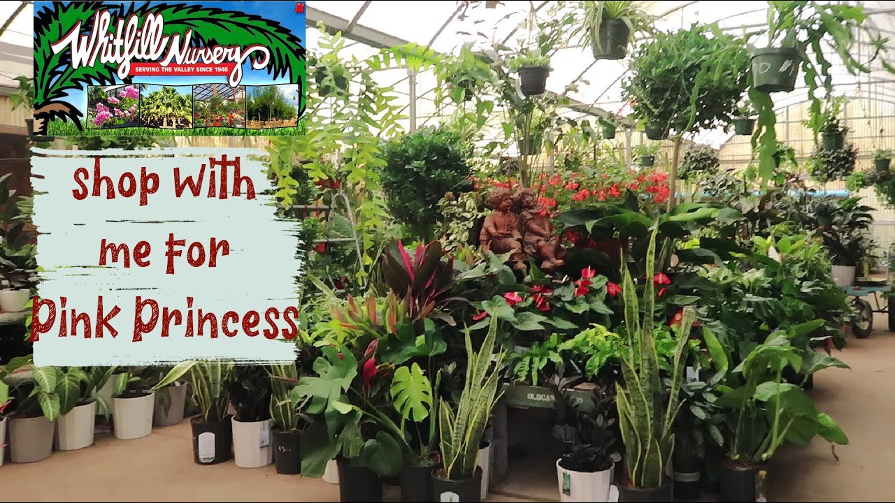 Did I find a Pink Princess? Whitfill Nursery Visit