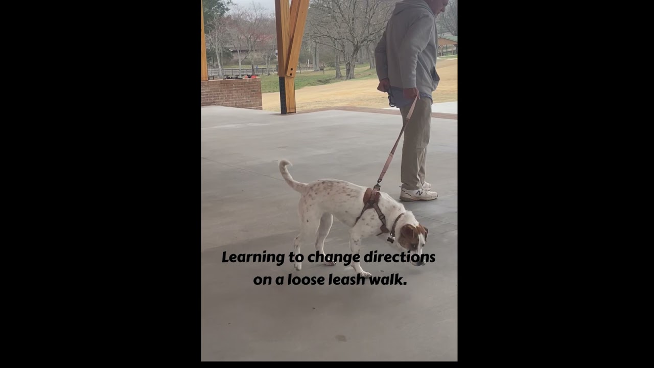 Bella - leash training