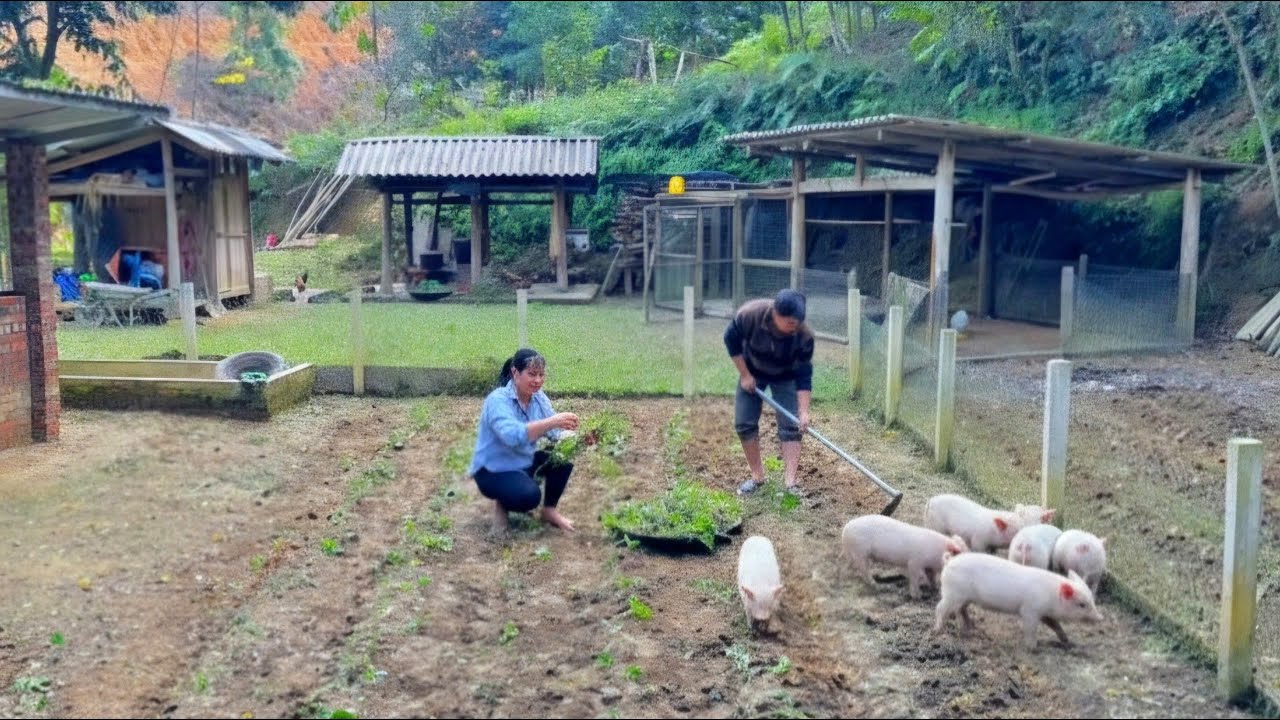 DAU & TU are expanding their garden together, planting more vegetables to sell during Tet