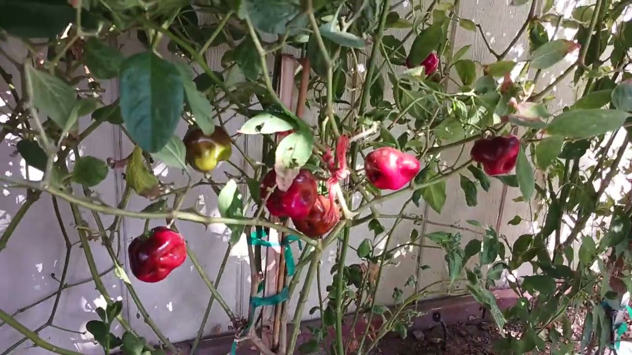 planta de Chile Manzano