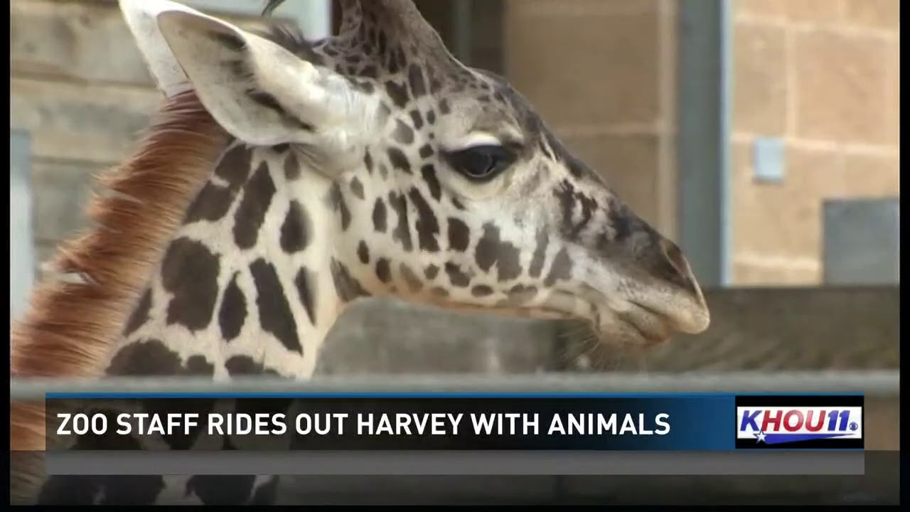 Houston zoo staff rode out Harvey with animals