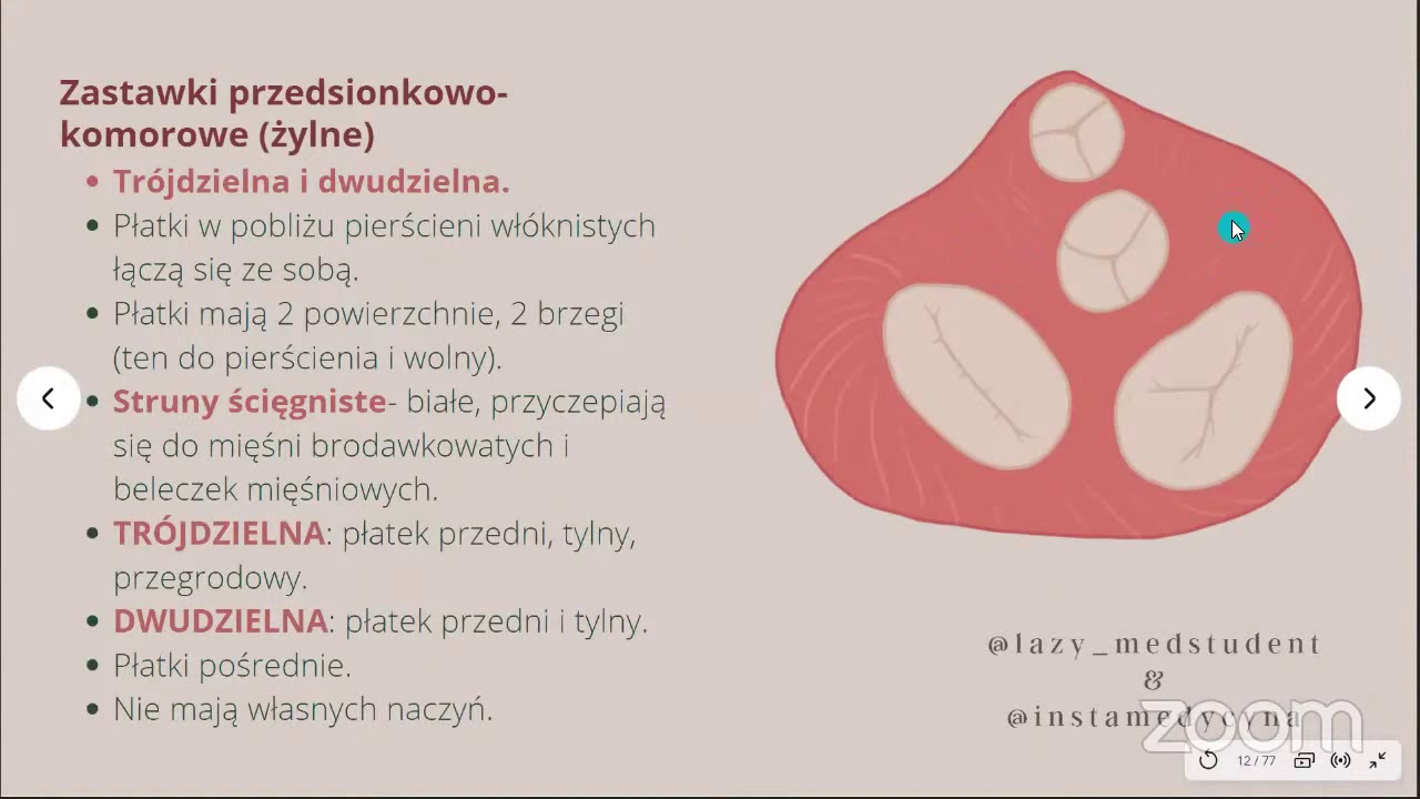 WIELKA ANATOMICZNA POWTÓRKA - serce, płuca, nerwy
