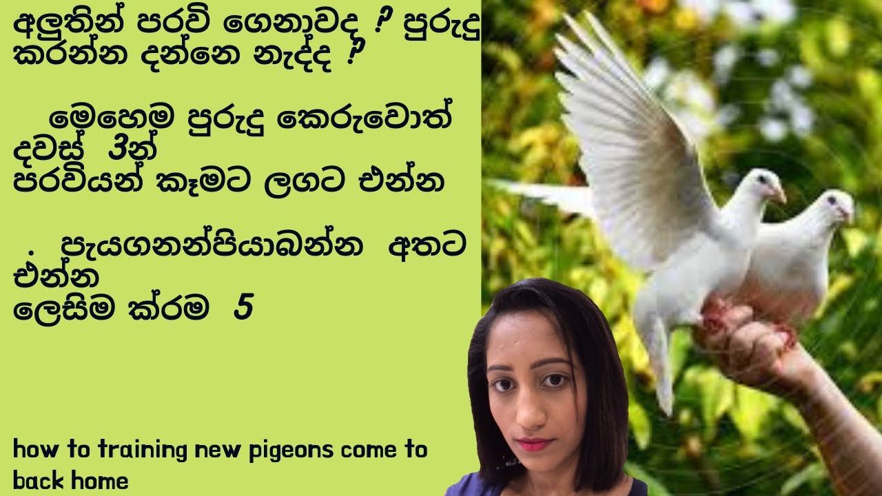 දවස් 3 පරවියන්ව අතට කෑමට පියාබන්න පුරුදු කරන ක්‍රම 5/ how to training pigeons come home/ with sachi