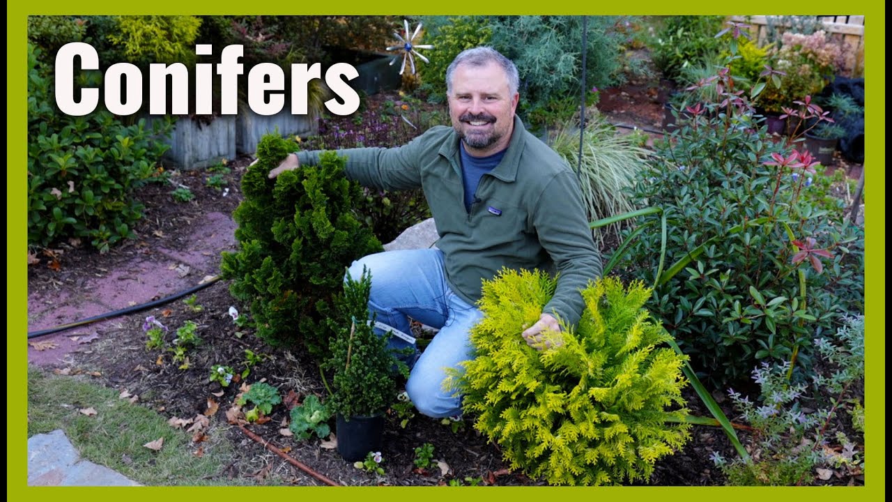 Conifers