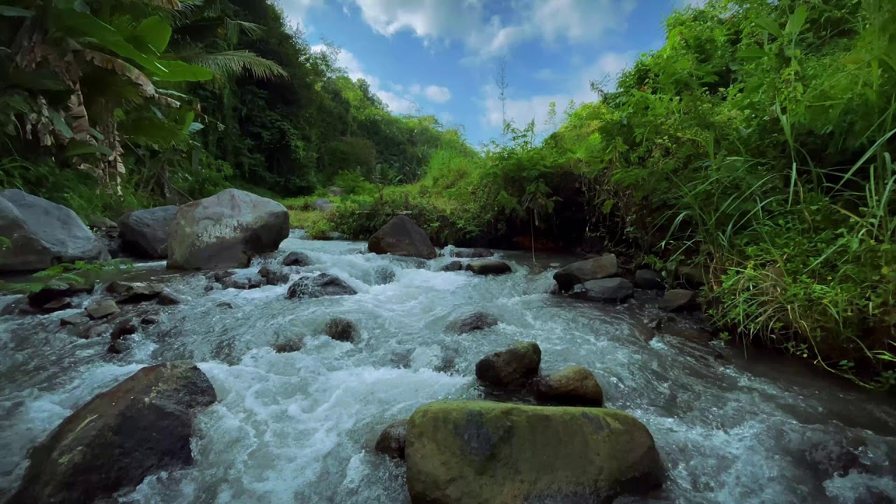 Fast River Sounds in Tropical Forest | Natural Stream Flow and Jungle Ambience for Sleep and Focus