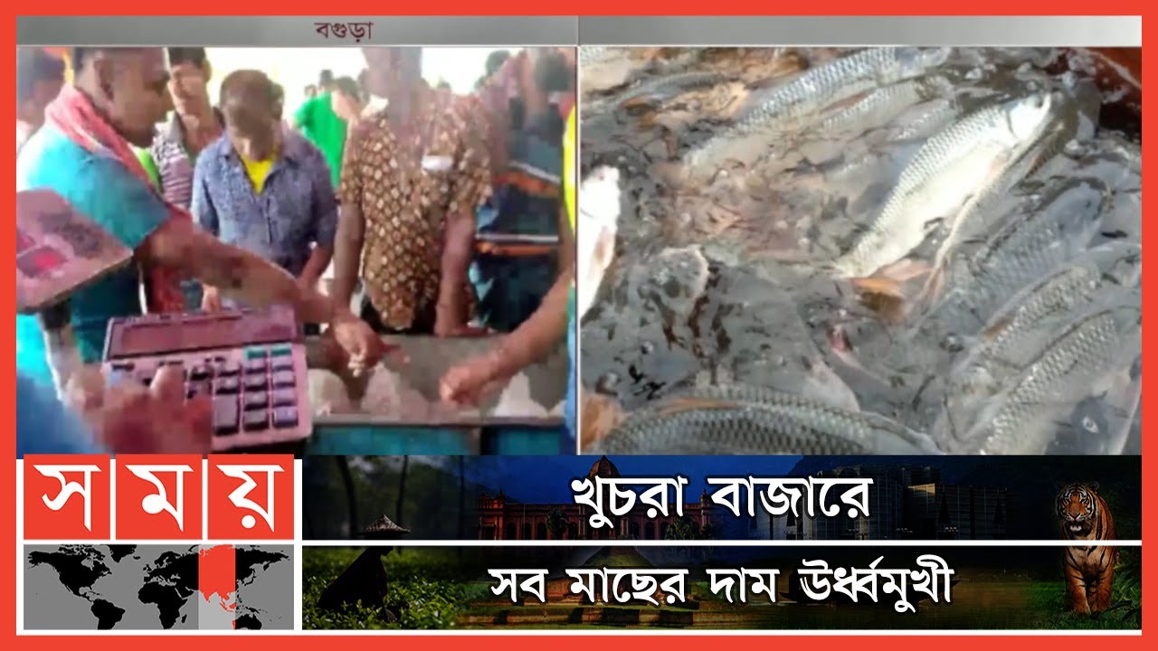 বগুড়ায় লাগামহীন মাছের বাজার  | Bogura Fish Market | Fish Price Hike | Bogura News | Somoy TV
