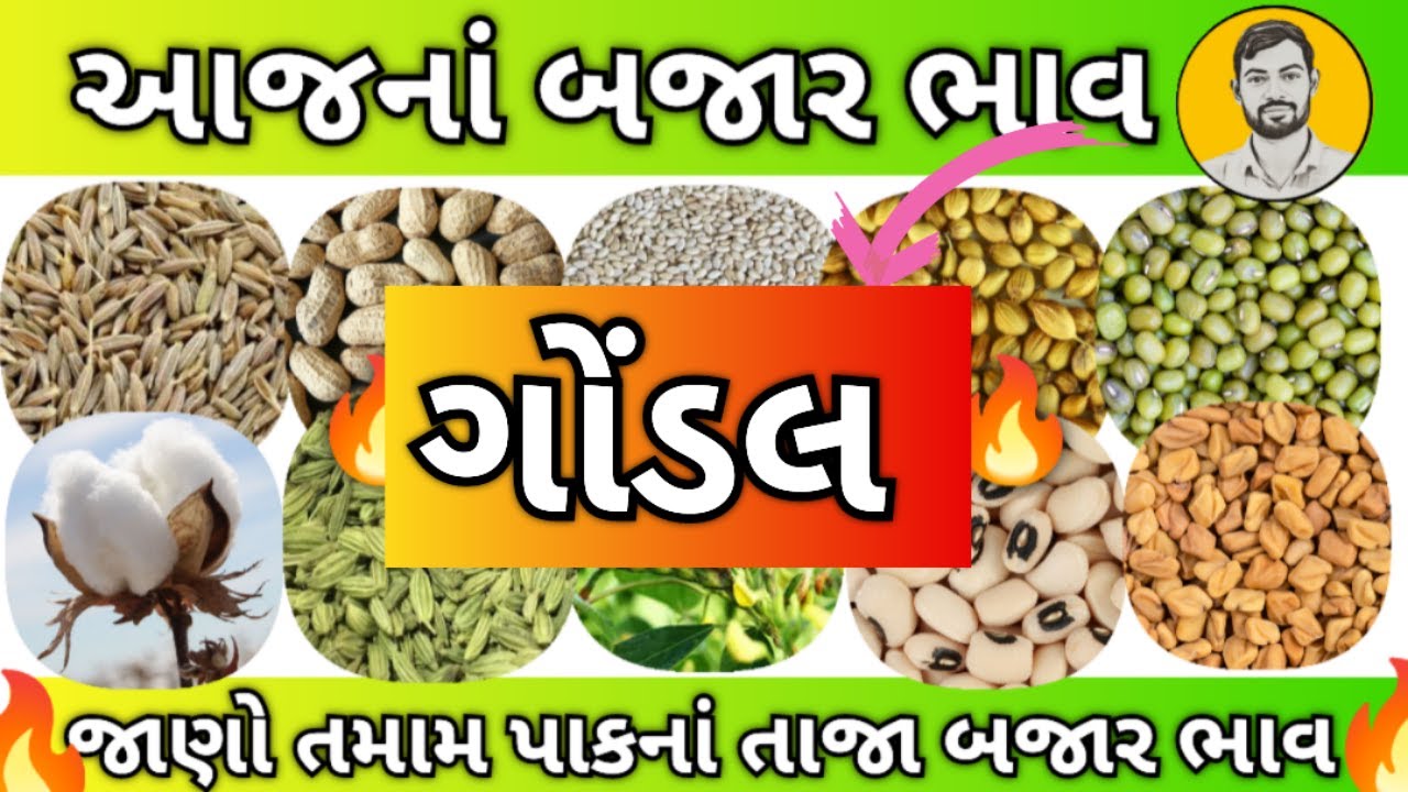 Gondal bajar bhav | Gondal market yard | apmc | Ajay nandaniya
