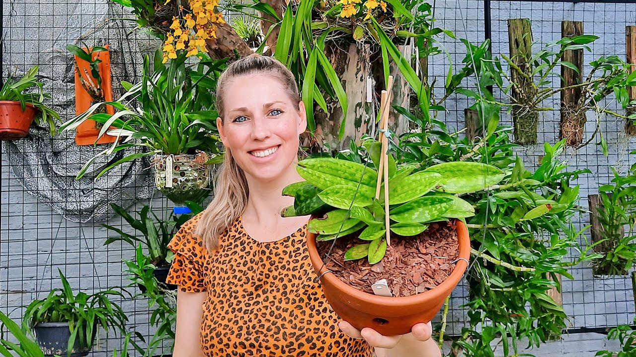 Como Plantar Orquídea Sapatinho