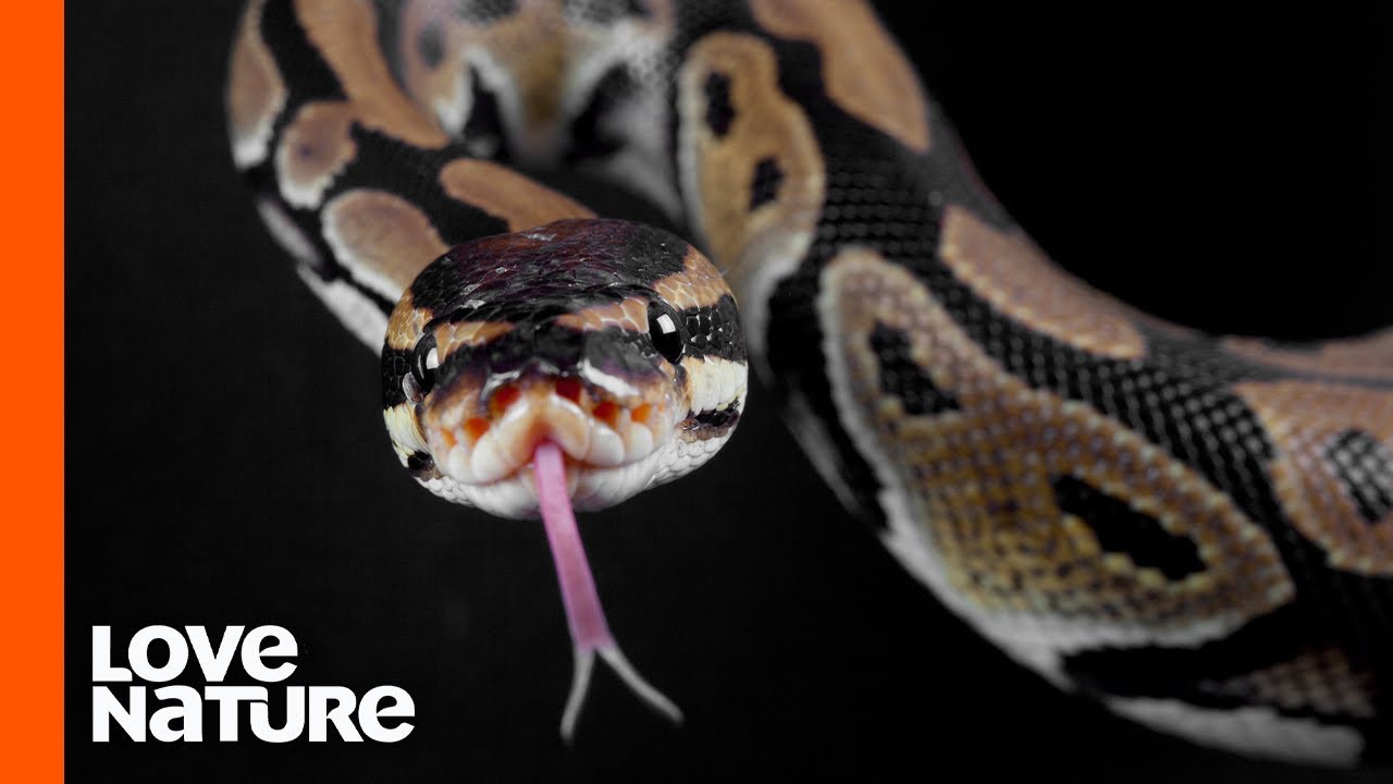 Why Do Snakes Flick Their Tongues?