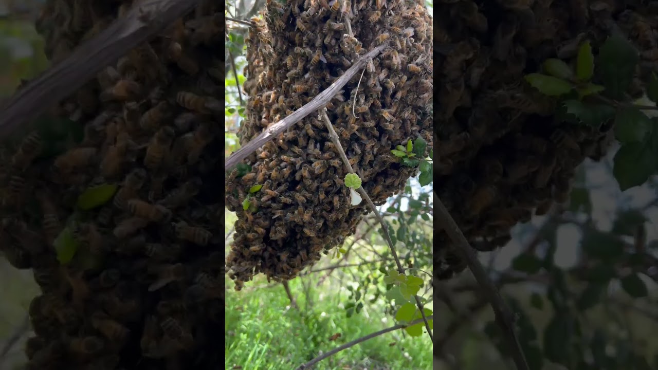 Watch me capture this MASSIVE SWARM! 