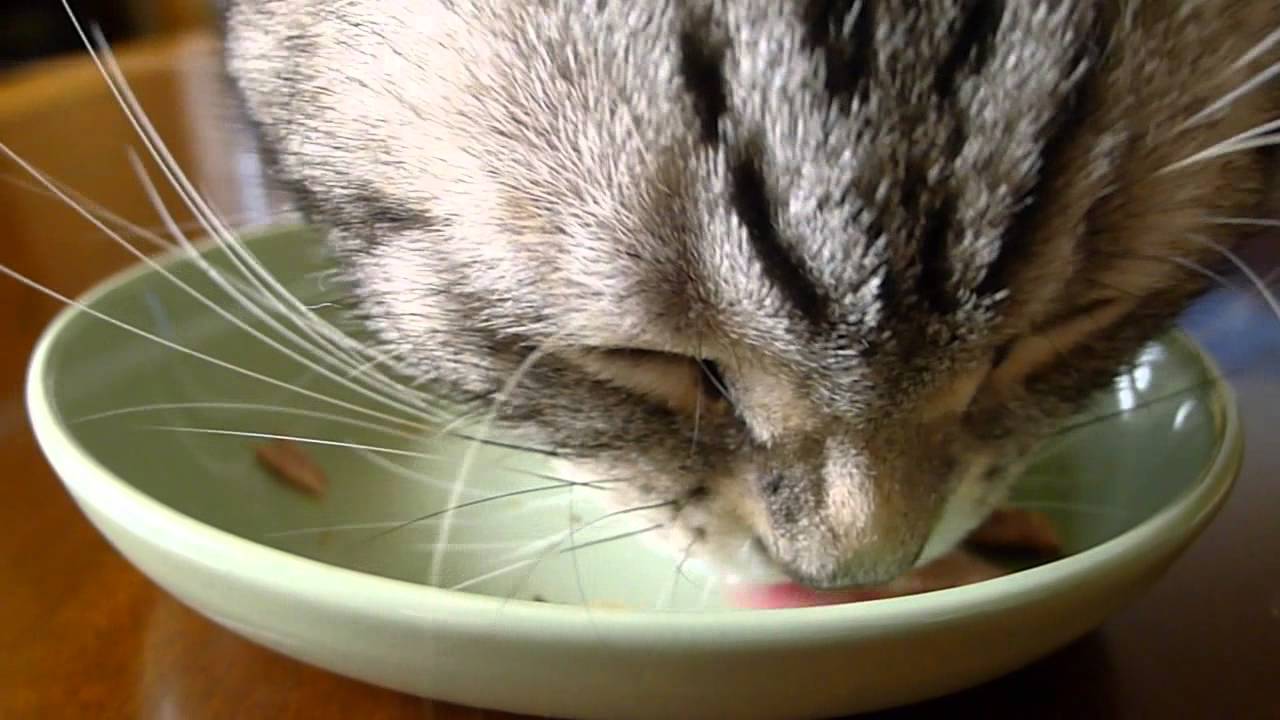 猫の舌鼓