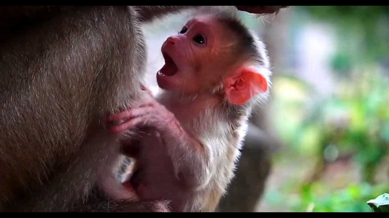 Lovely Moment Of Newborn Baby Monkey Levy | New day start New Time of Mom Libby And Levy