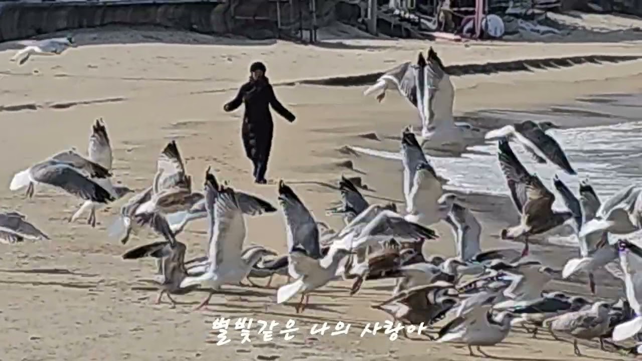 별빛같은 나의 사랑아 #알토색소폰연주 #문라이프 #강릉 동해안에서