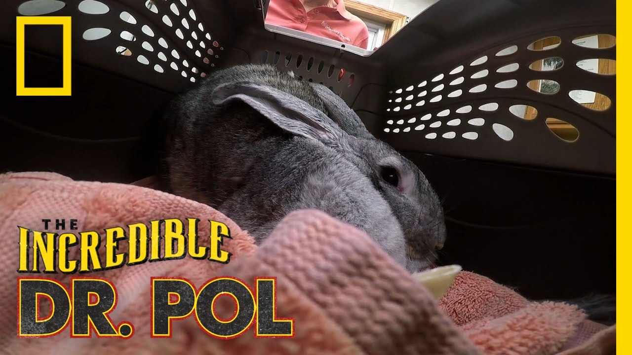 A Giant Rabbit Has An Ear Issue | The Incredible Dr. Pol