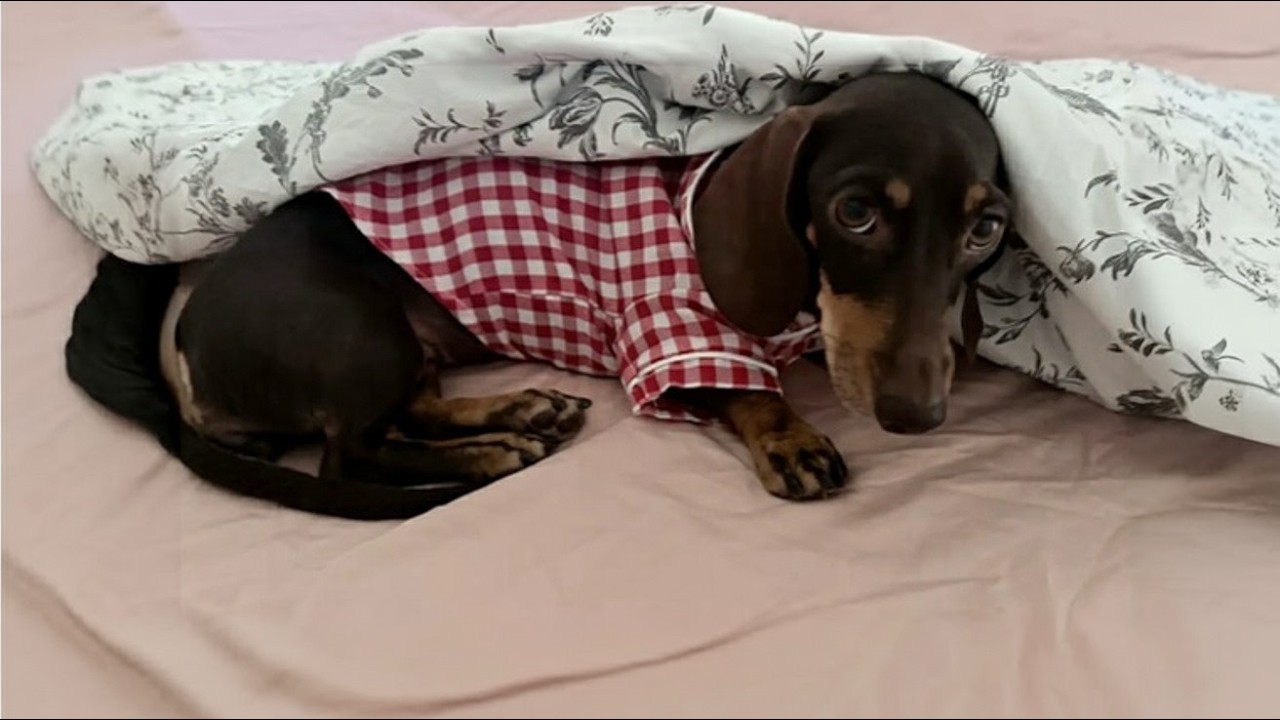 Nobody Wanted This Dachshund &mdash; She Was Left at a Gas Station With the Engine Still Running🐾