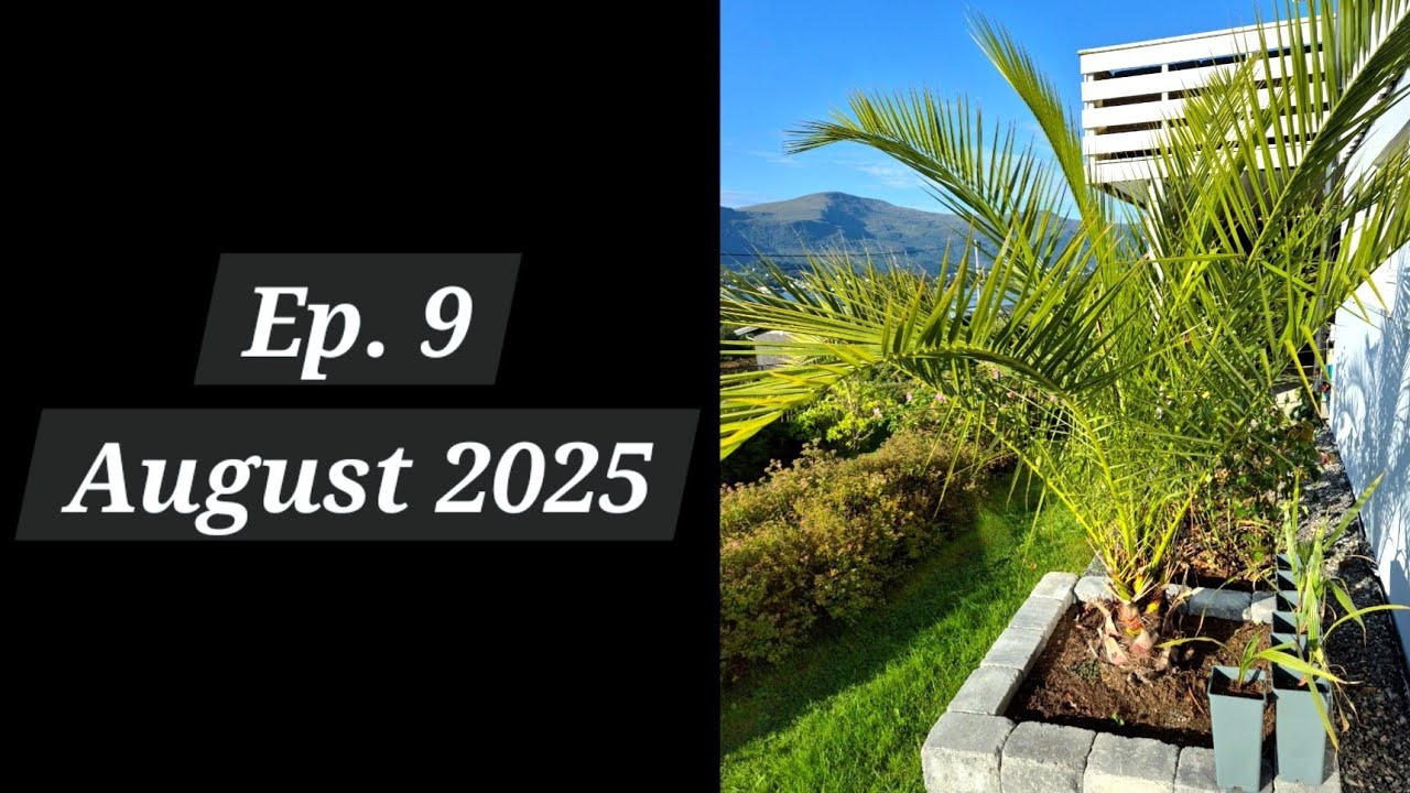 Episode 9: Palm Garden in Ålesund, Norway - I AM MOVING my plants and setting up my new garden!