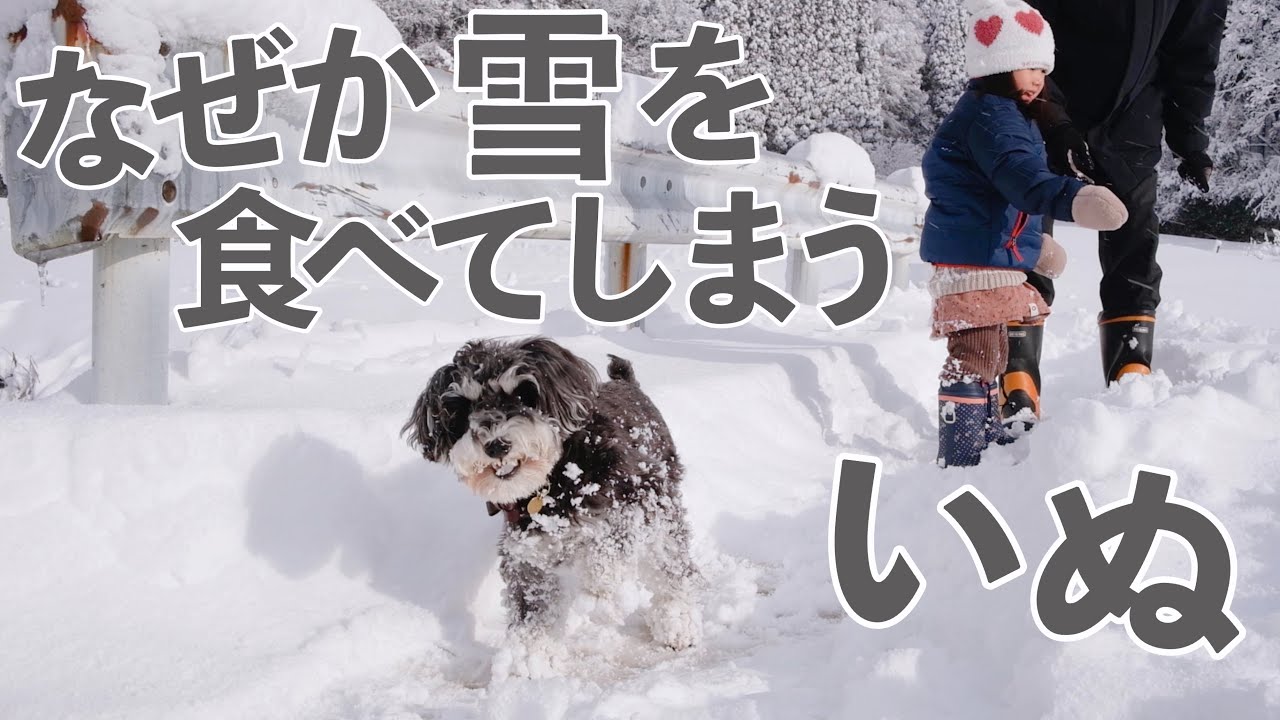 【富山】雪にテンションがあがってしまった犬と３歳娘【シュナウザージジトト】