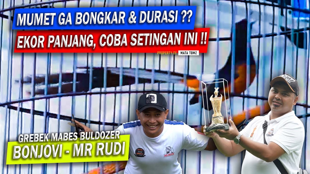 SETINGAN MURAI EKOR PANJANG | MURAI BONJOVI RUDI BULDOZER SURABAYA