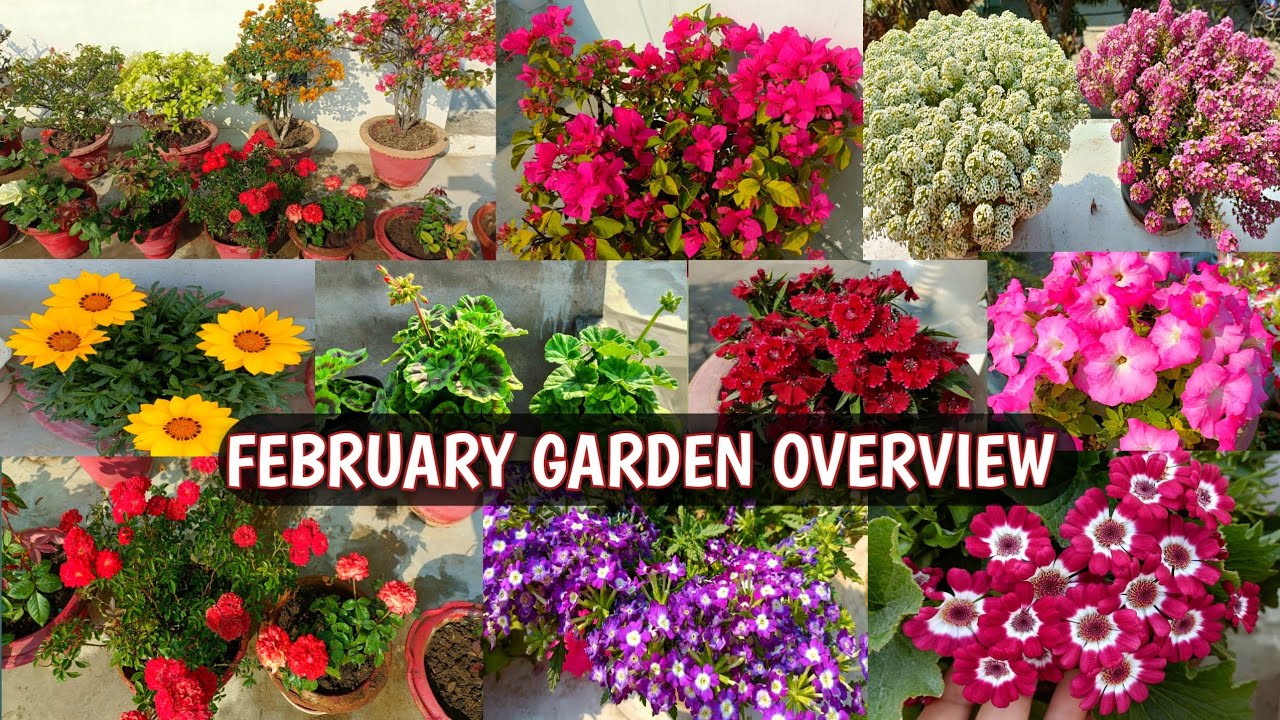FEBRUARY GARDEN OVERVIEW 🏡😍 | FLOWERS BLOOMING IN MY GARDEN 🏡😍