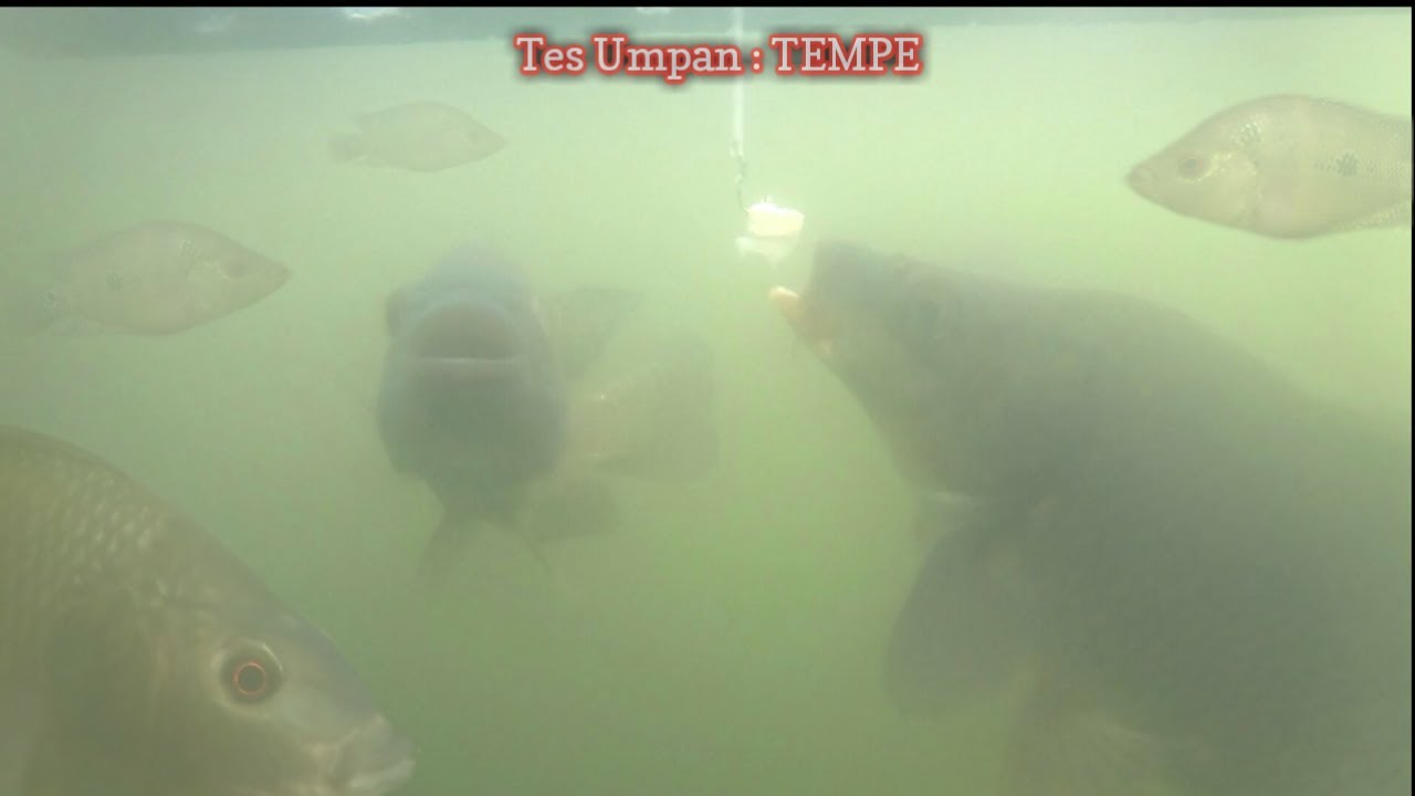 EKSPERIMEN Pakai Mata Kail Dengan Umpan : TEMPE || Lihat Cara Ikan Memakannya