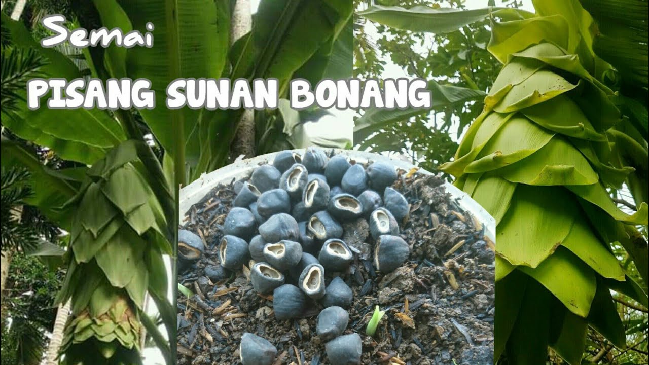 CARA AMPUH SEMAI BIJI PISANG SUNAN BONANG(ensete glaucum)