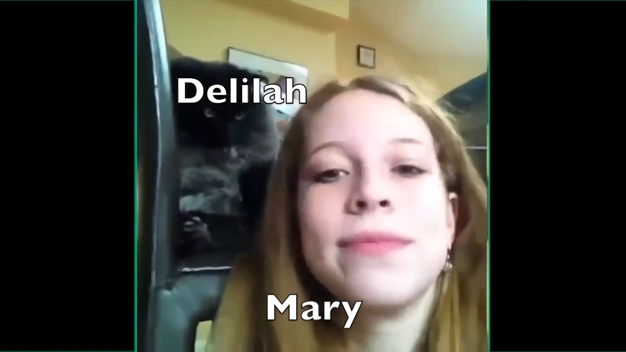 Queen as Vines BUT With MORE of Freddie's cats
