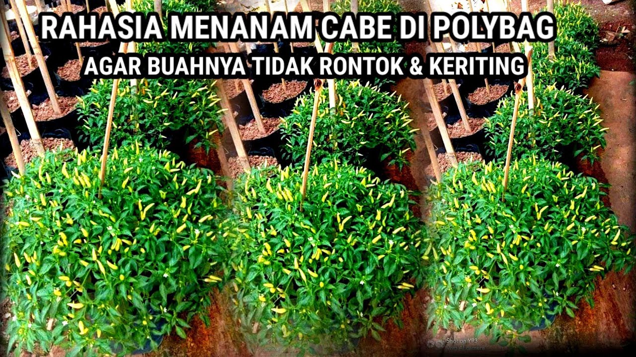 PERAWATAN TANAMAN CABE !!  SUPAYA  BERBUAH BANYAK