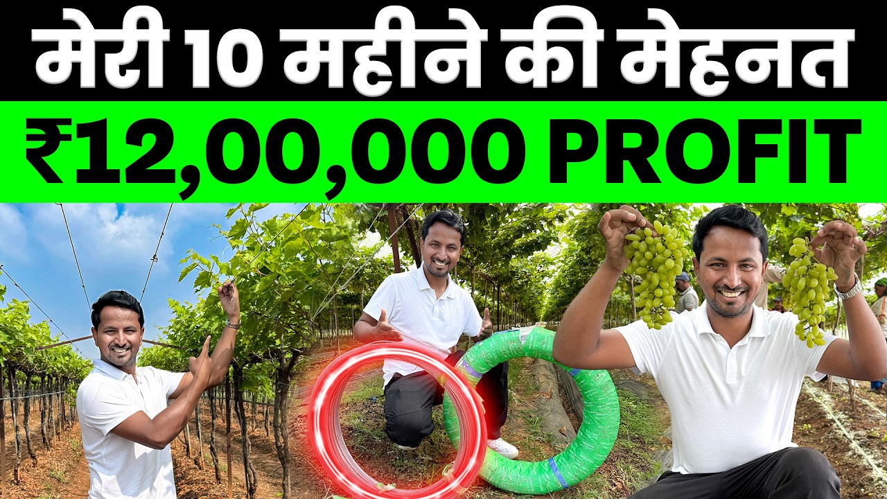 10 महीने में ₹12 लाख का PROFIT? 🍇💯Indian Farmer Grapes Farming Profit