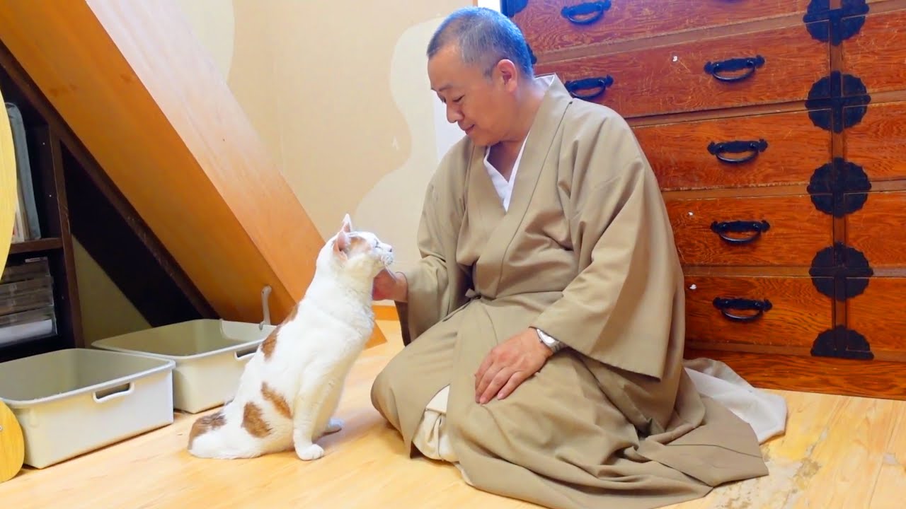 足のない猫に普通の生活を！保護猫が沢山暮らすお寺に密着