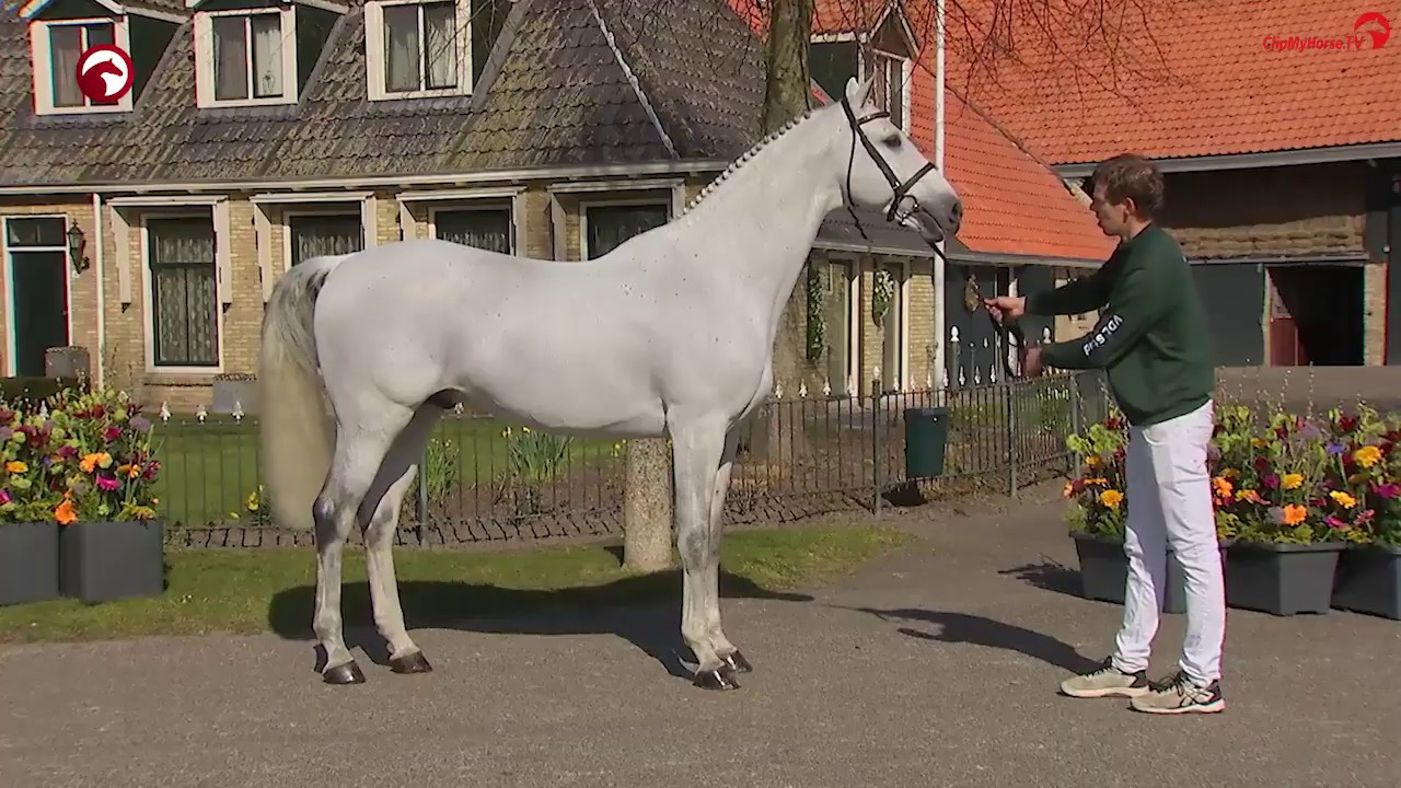 Dakar VDL Stud Stallionshow 2020