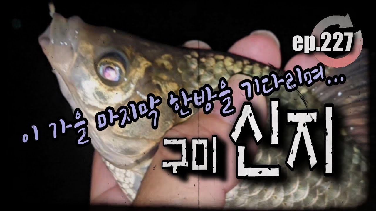 [ep.227] 늦가을 마지막 한방을 기다리며...구미 고아 소재 신지