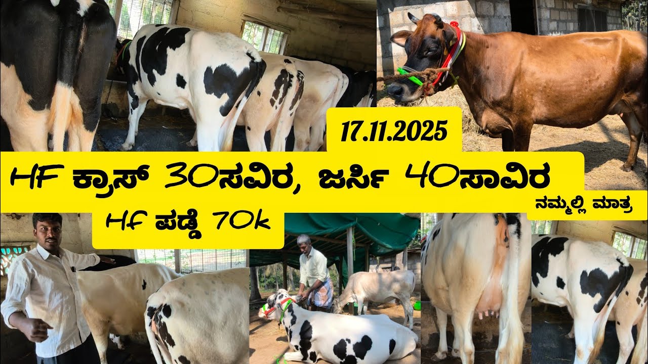 HF ಕ್ರಾಸ್ 30 ಸಾವಿರ, ಜರ್ಸಿ 40 ಸಾವಿರ, ಪ್ಯೂರ್ HFಪಡ್ಡೆ 70 ಕ್ಕೇ ಮಾರಟ ಮಡುತ್ತಿರುವ ಅಣ್ಣ ತಮ್ಮಂದಿರು.