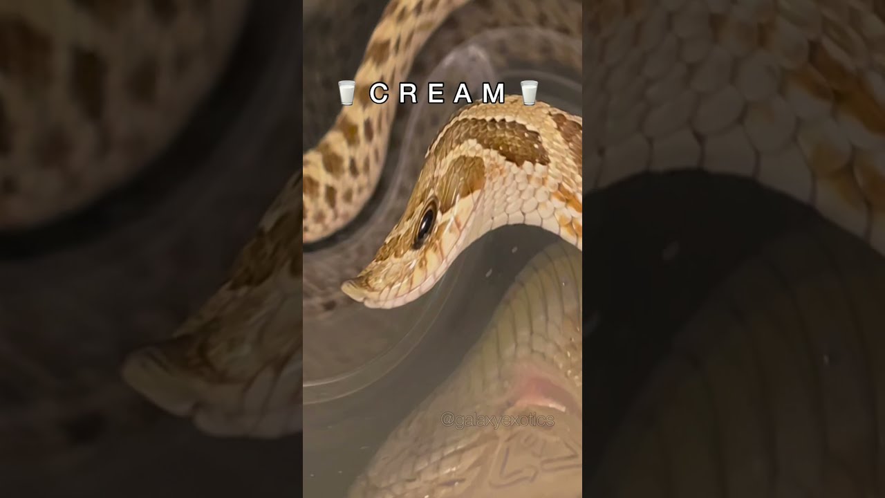 SNAKES LOVE BERRIES AND CREAM