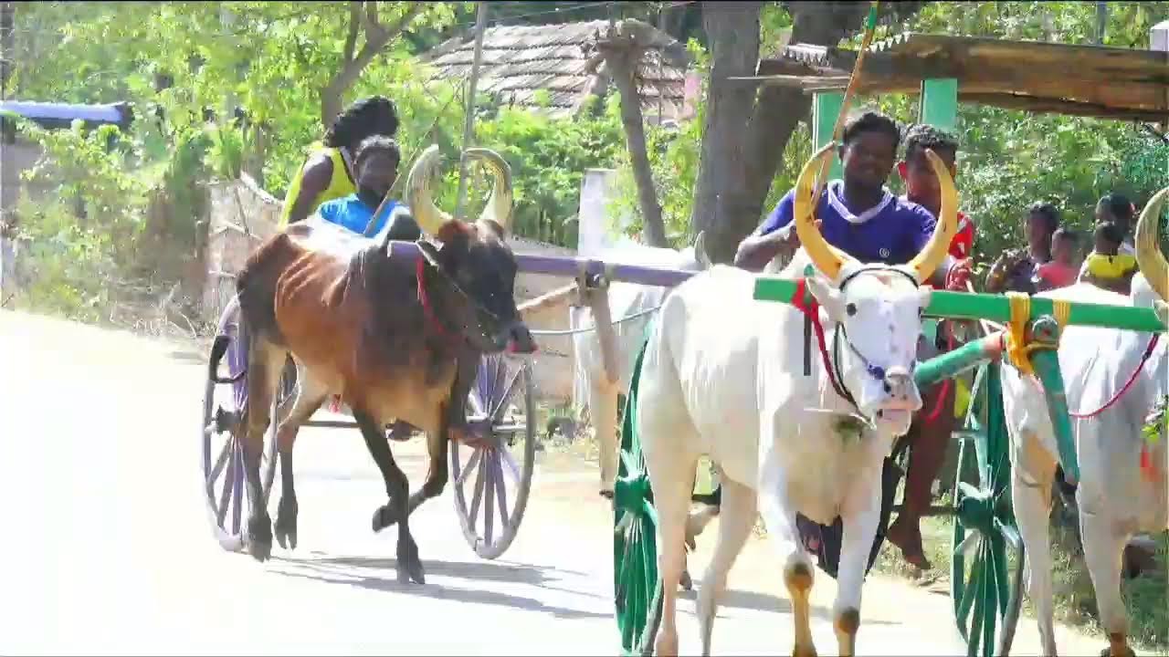மதுரை மாவட்டம் உறங்கான்பட்டி சின்னமாடு 2 நேரலை