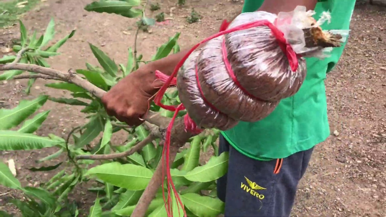 How to graft a mango tree by attaching many roots