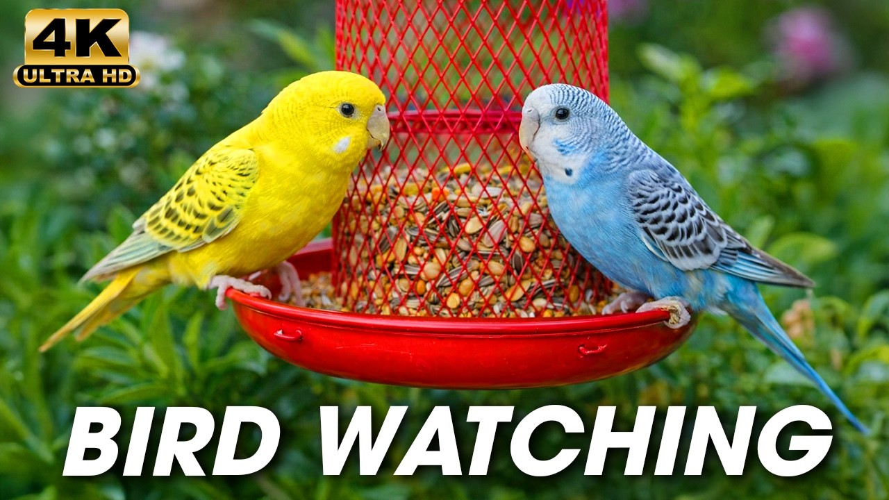 3 Hours of Gentle Bird Watching 🐦 and Natural Sounds on Cat TV for Cats to Watch 📺