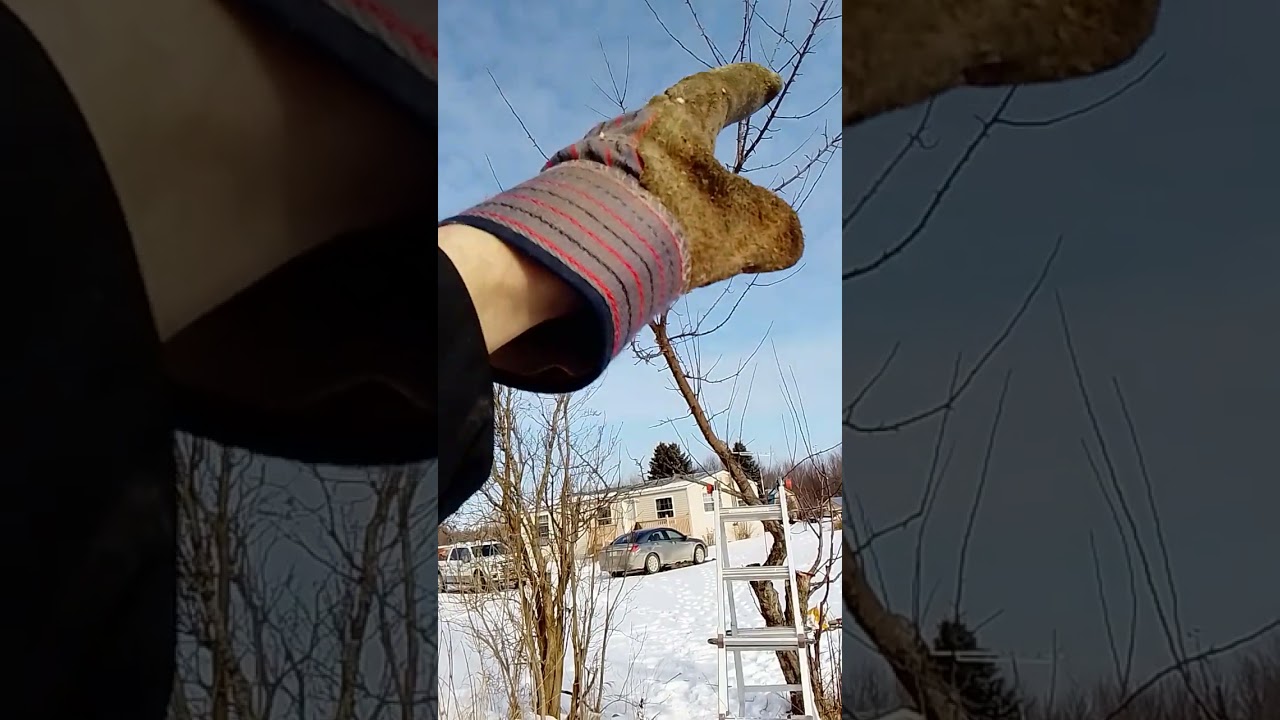 Part 2 of, Corrective apple Pruning.