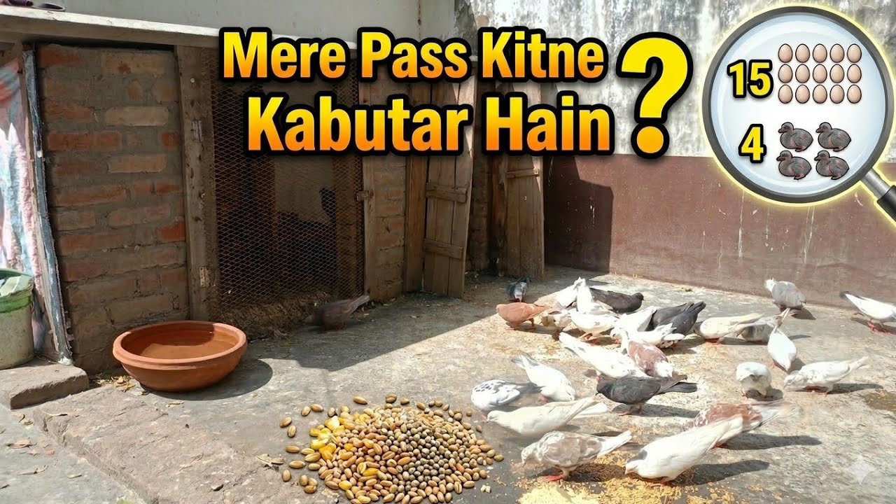 Mere Paas Kitne Kabutar Hain? 😱 | Ande, Bacche Aur daily Routine | Day 7 