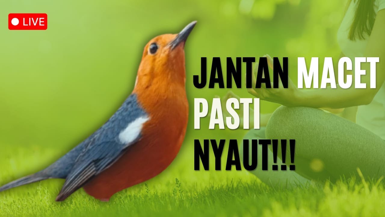 MACETAN PASTI NYAUT | ANIS MERAH GACOR INI 100% JITU UNTUK PANCINGAN ANIS MERAH MACET BIAR BUNYI |25