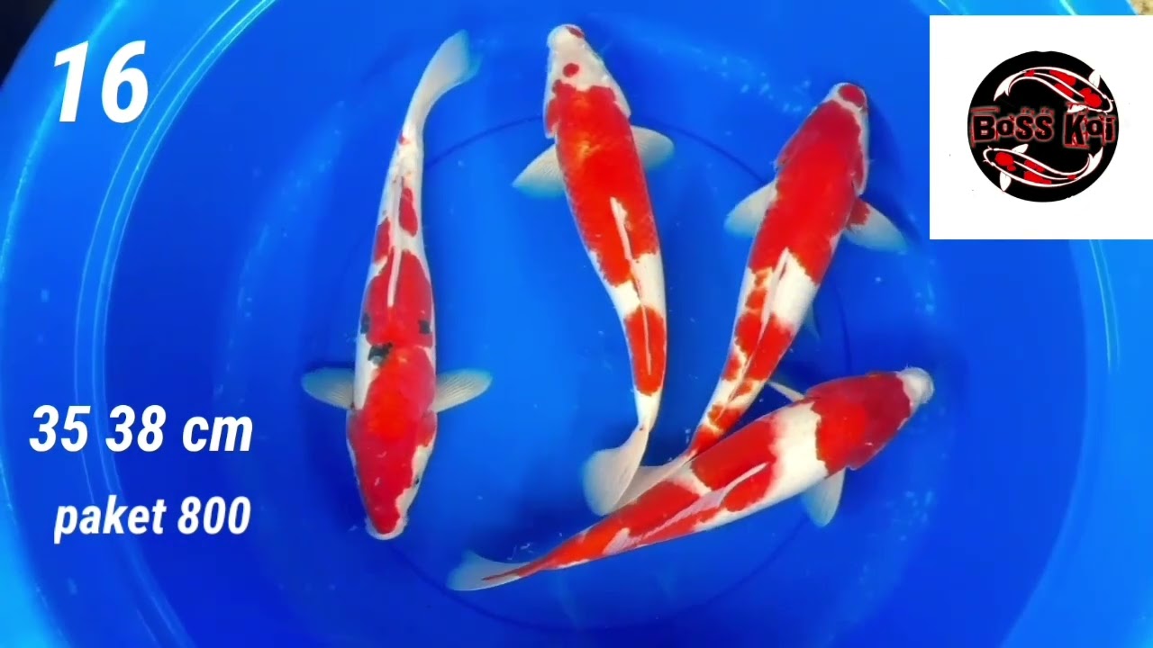 Boss koi (murah poll tapi bukan murahan )