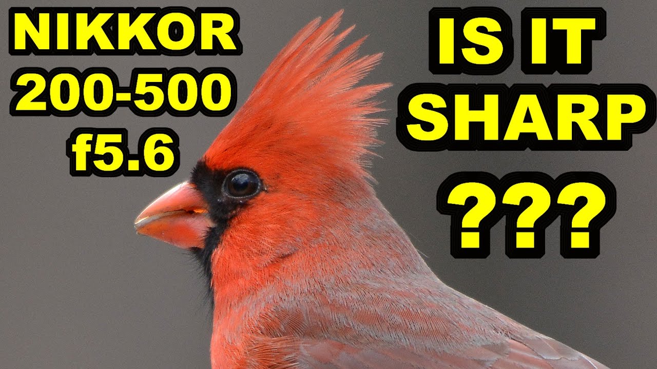 Nikkor 200-500mm f5.6 — ОН РЕЗКИЙ?