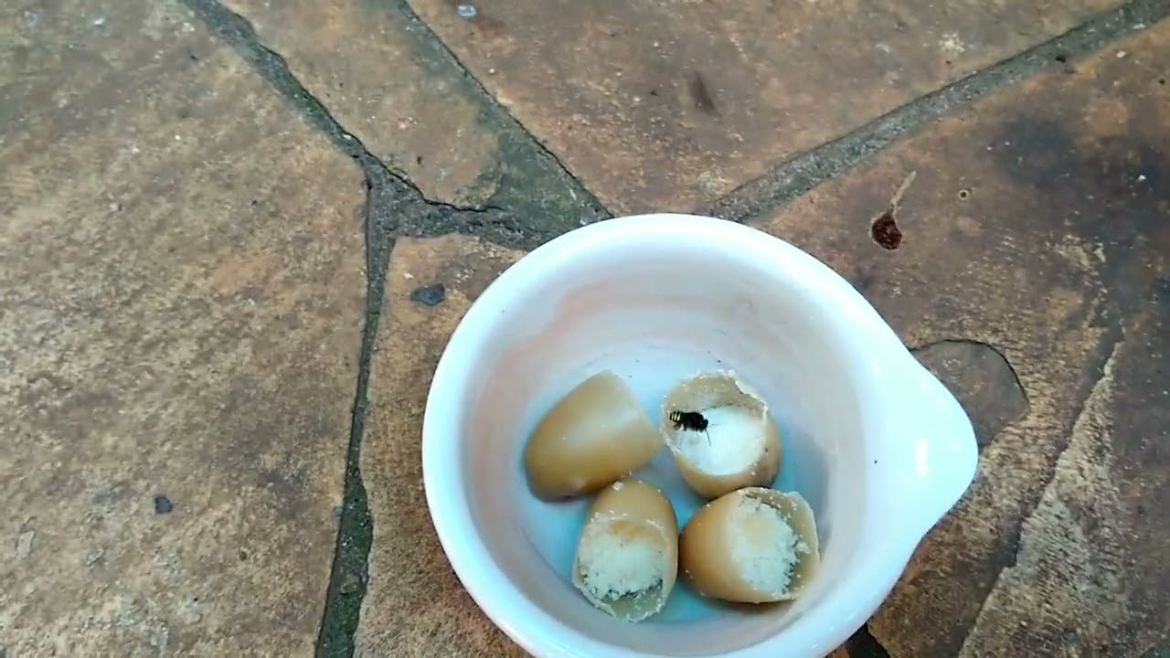PASTA CÂNDI ( CANDY ) PARA ABELHAS MANDAÇAIA