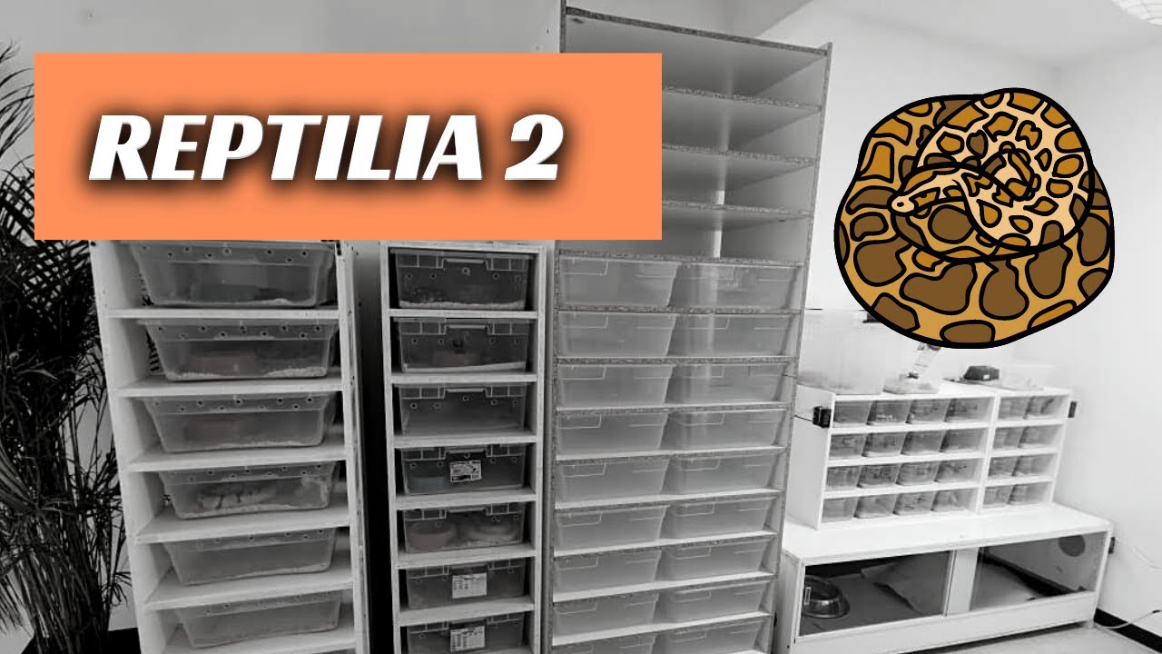 REPTILIA 2 / La presentación de un nuevo lugar