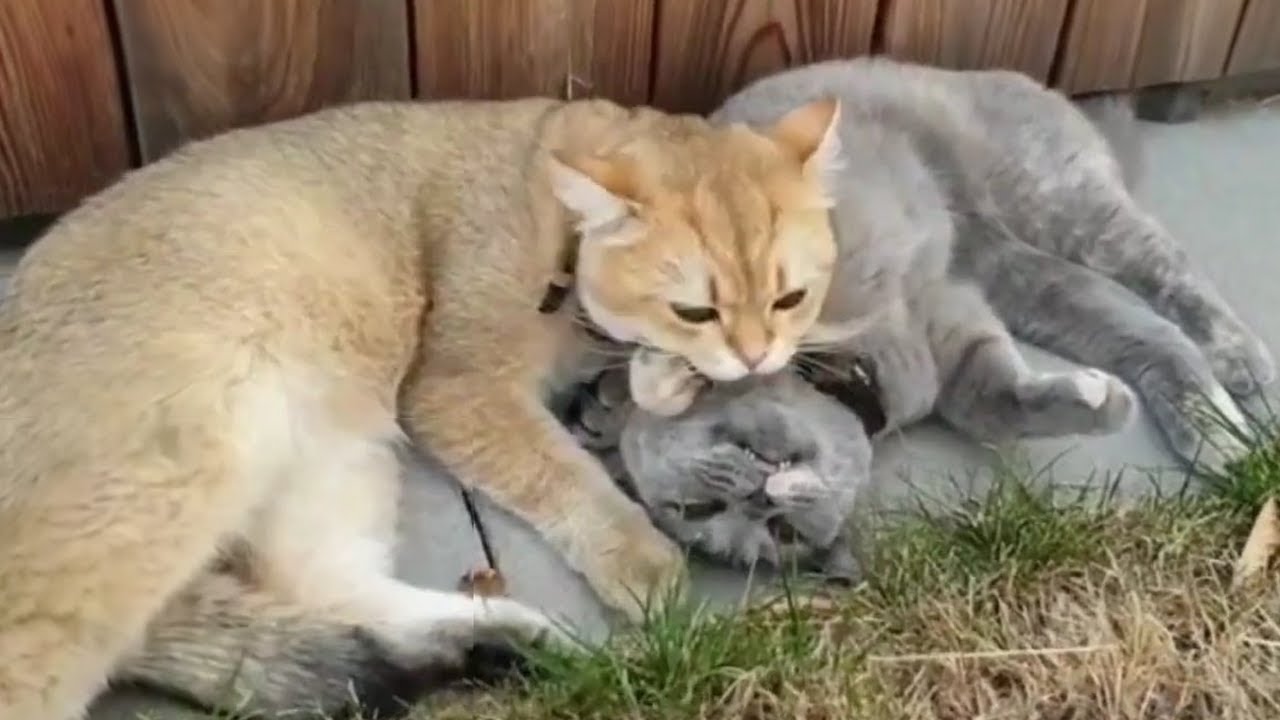 Adorable Romantic Cat Couples | Cat Affection