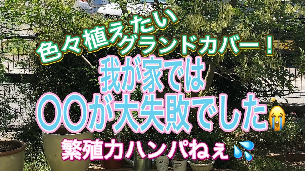 【ガーデニング】【グランドカバー】【これは植えてはダメ！】色々植えて楽しんでます！が！植えてはいけないグランドカバーあるんです😭増えて増えて大変でした😭【ヘデラ】【グレコマ】【ポリゴナム】